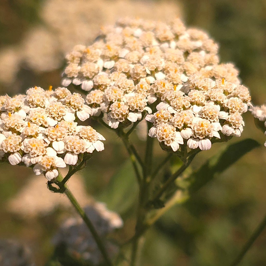 Yarrow-Infused Skincare - Soft, Radiant-Looking Skin